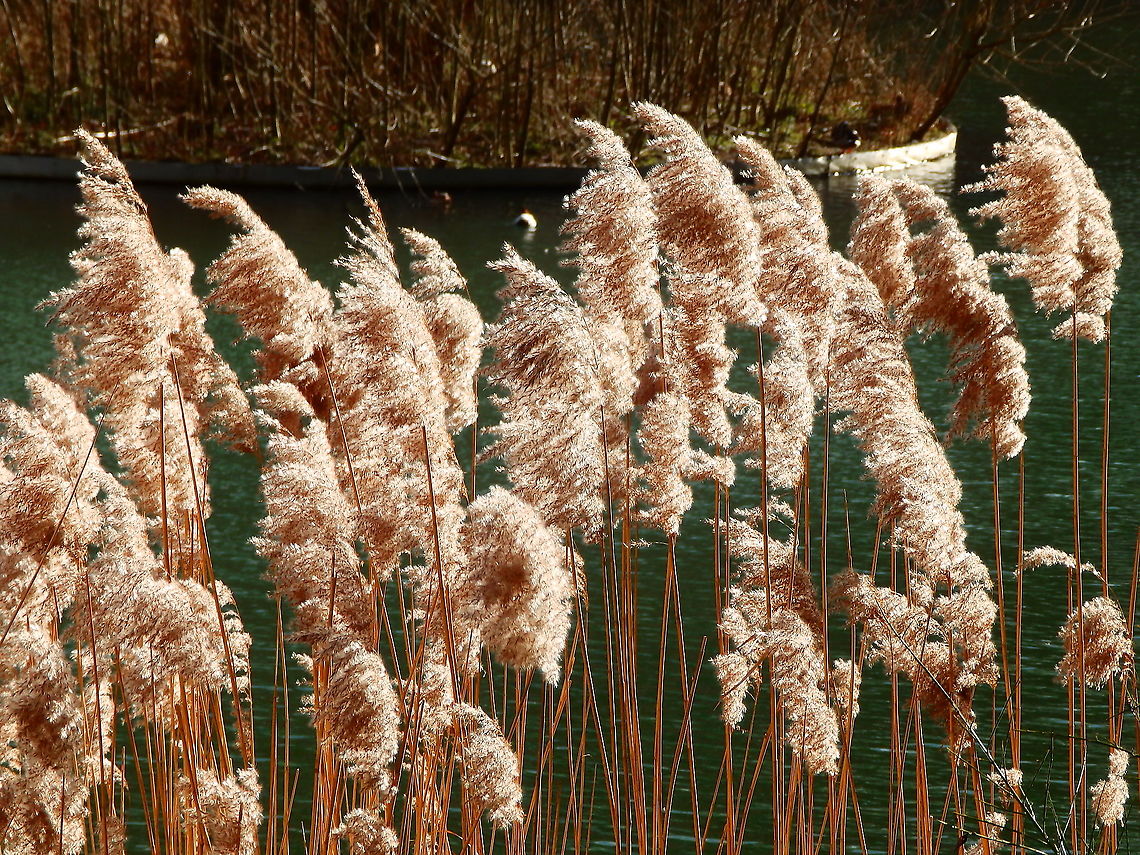 Common Reed - Phragmites_australis Meerdaalbos, Feb 2014. <br />
<a href="https://waarnemingen.be/species/7175/photos/?page=9" rel="nofollow">https://waarnemingen.be/species/7175/photos/?page=9</a> Belgium,Common reed,Geotagged,Phragmites australis,Winter