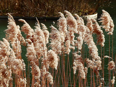Common Reed - Phragmites_australis Meerdaalbos, Feb 2014. 
https://waarnemingen.be/species/7175/photos/?page=9 Belgium,Common reed,Geotagged,Phragmites australis,Winter