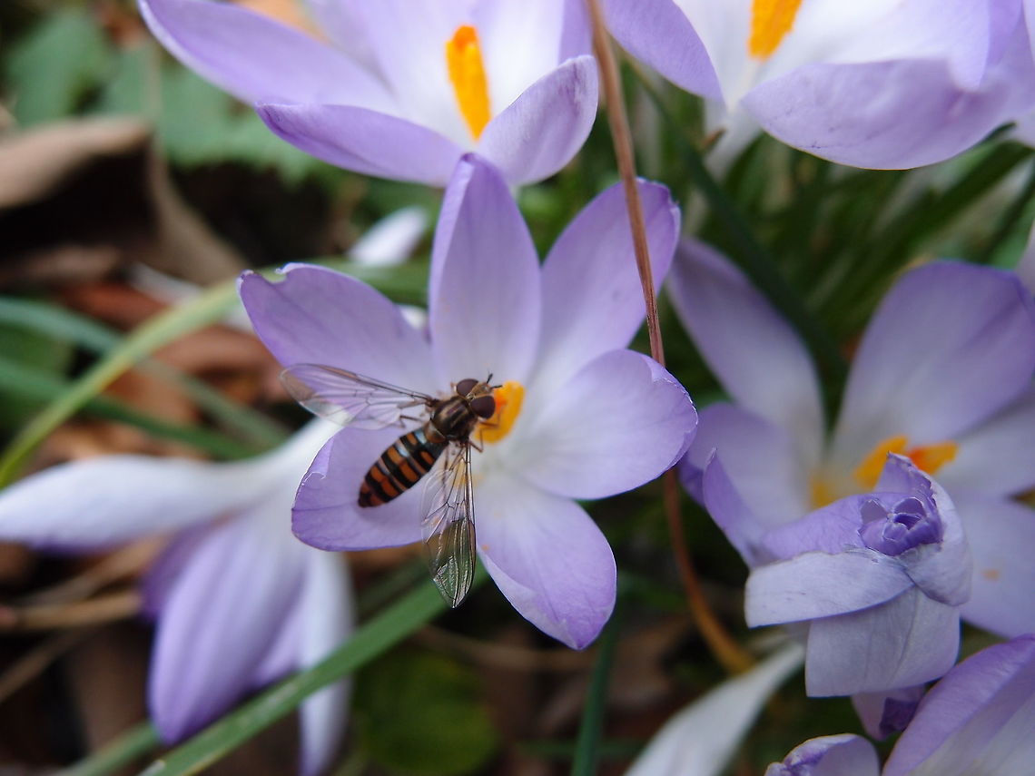 Marmalade hoverfly  - Episyrphus balteatus Kasteelpark Arenberg, Feb 2014.<br />
<a href="https://waarnemingen.be/species/1963/photos/?page=193" rel="nofollow">https://waarnemingen.be/species/1963/photos/?page=193</a> Belgium,Episyrphus balteatus,Geotagged,Marmalade hoverfly,Winter