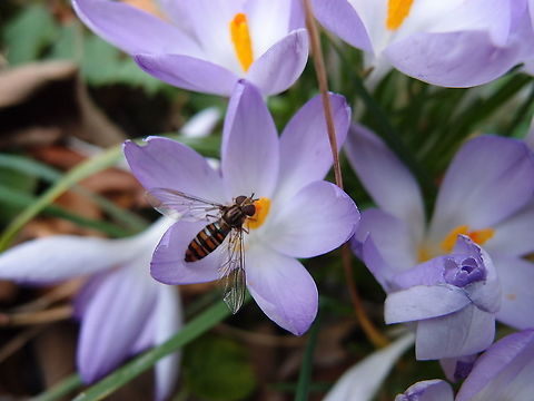 Marmalade hoverfly  - Episyrphus balteatus Kasteelpark Arenberg, Feb 2014.
https://waarnemingen.be/species/1963/photos/?page=193 Belgium,Episyrphus balteatus,Geotagged,Marmalade hoverfly,Winter