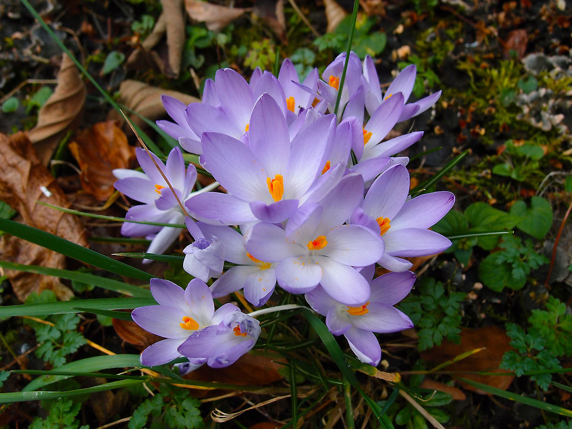Woodland Crocus - Crocus tommasinianus Kasteelpark Arenberg, Feb 2014.<br />
<a href="https://waarnemingen.be/species/6662/" rel="nofollow">https://waarnemingen.be/species/6662/</a> Belgium,Crocus tommasinianus,Geotagged,Winter,Woodland Crocus