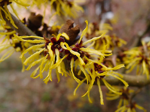 Chinese witch hazel - Hamamelis mollis Cultivated in small botanical garden belonging to KU Leuven. In Kasteelpark Arenberg, seen in Feb 2014. Belgium,Chinese witch hazel,Geotagged,Hamamelis mollis,Winter