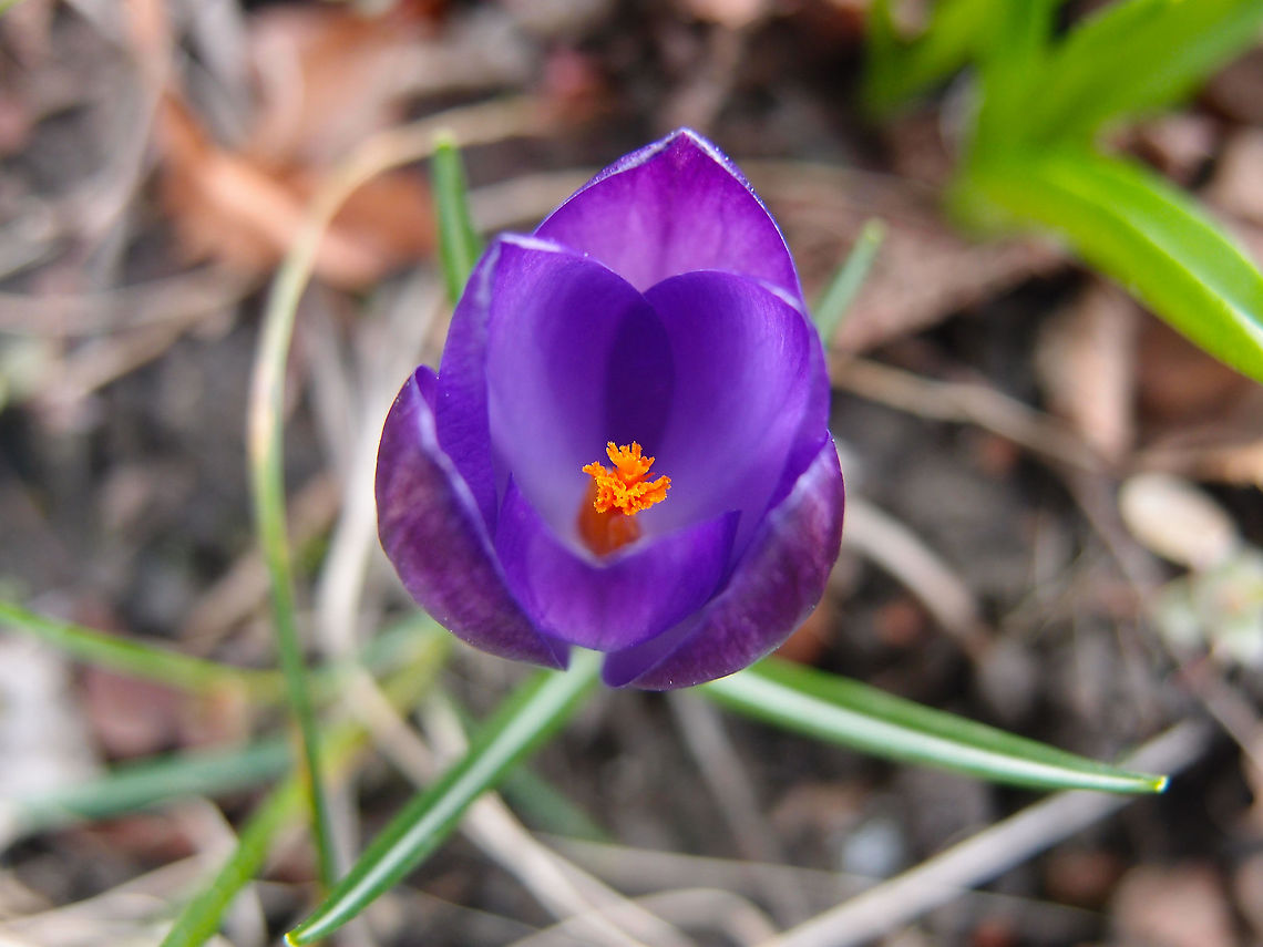 Woodland Crocus - Crocus tommasinianus In Kasteelpark Arenberg, seen in Feb 2014.  Belgium,Crocus nudiflorus,Crocus tommasinianus,Geotagged,Winter,Woodland Crocus