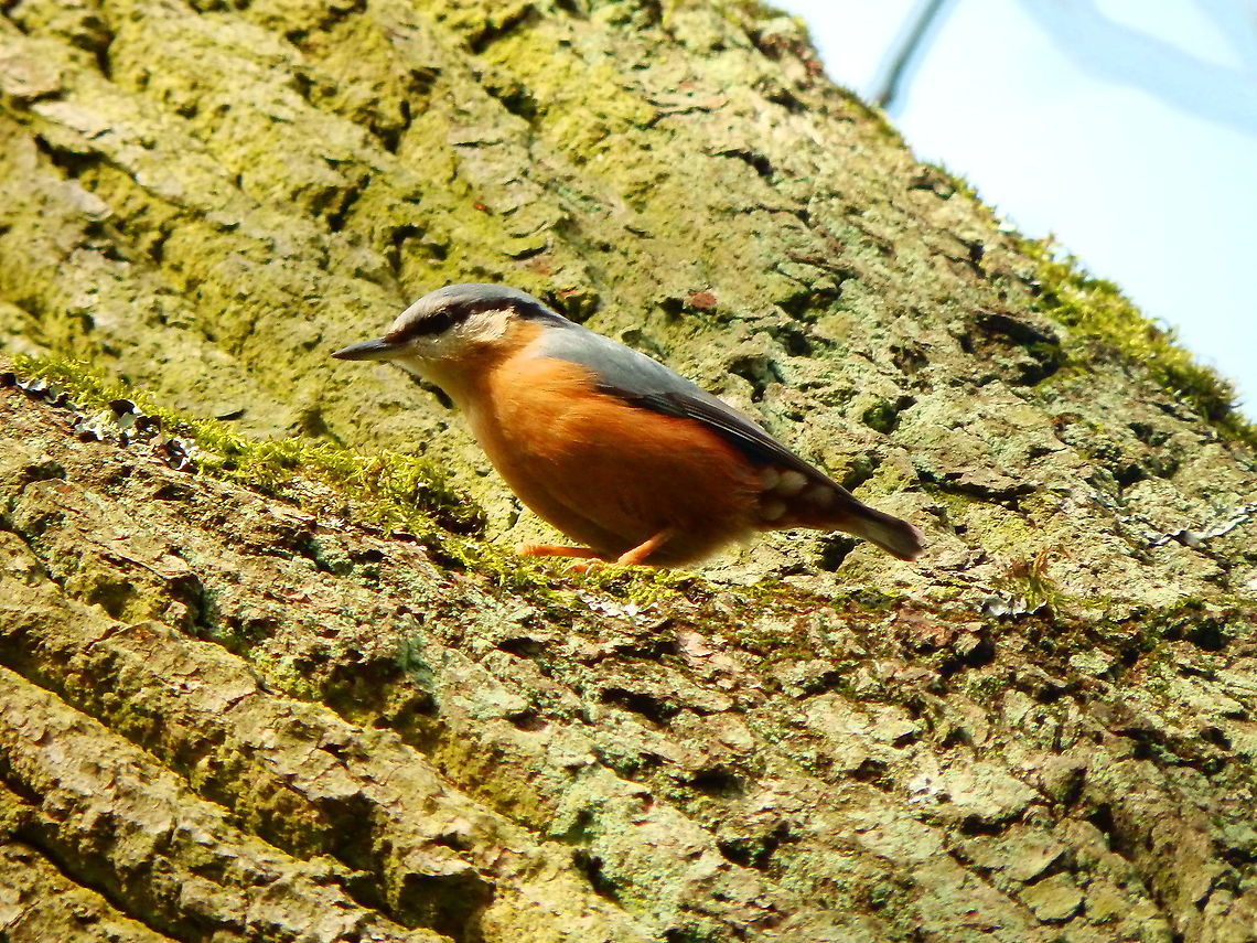 Eurasian Nuthatch - Sitta europaea In Kasteelpark Arenberg, seen in Feb 2014.  Belgium,Eurasian Nuthatch,Geotagged,Sitta europaea,Winter