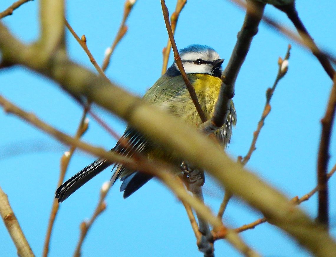 Eurasion blue tit - Cyanistes caeruleus In Kasteelpark Arenberg, seen in Feb 2014.        Belgium,Cyanistes caeruleus,Eurasion blue tit,Geotagged,Winter
