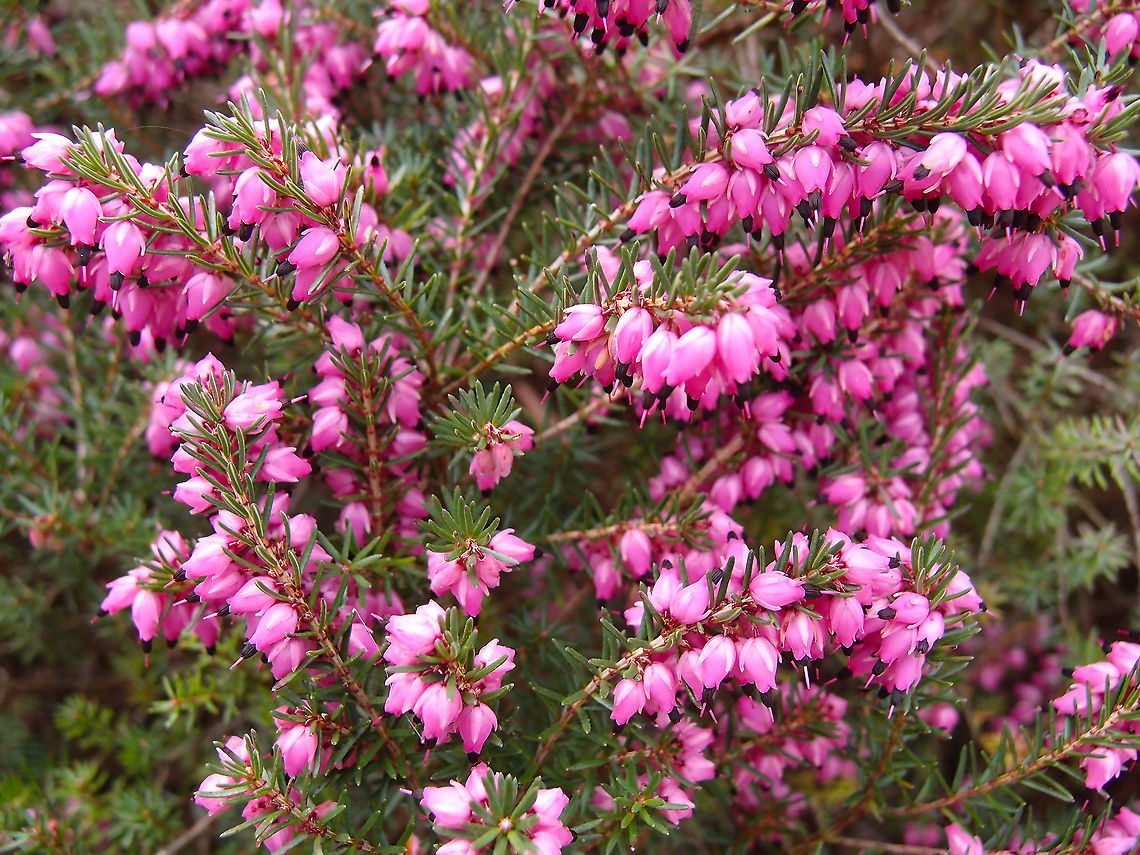 Winter heath - Erica carnea In Kasteelpark Arenberg, seen in Feb 2014.  Belgium,Erica carnea,Geotagged,Winter,Winter heath