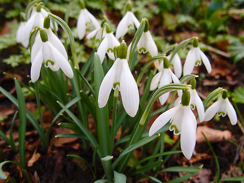 Common snowdrop - Galanthus nivalis In Kasteelpark Arenberg, seen in Feb 2014.  Belgium,Common snowdrop,Galanthus nivalis,Geotagged,Winter