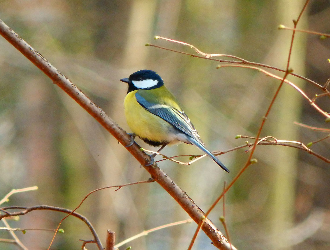Great Tit- Parus major In Kasteelpark Arenberg, seen in Feb 2014.  Belgium,Geotagged,Great Tit,Parus major,Winter