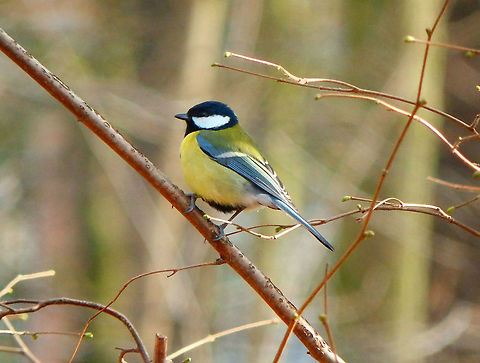 Great Tit- Parus major In Kasteelpark Arenberg, seen in Feb 2014.  Belgium,Geotagged,Great Tit,Parus major,Winter