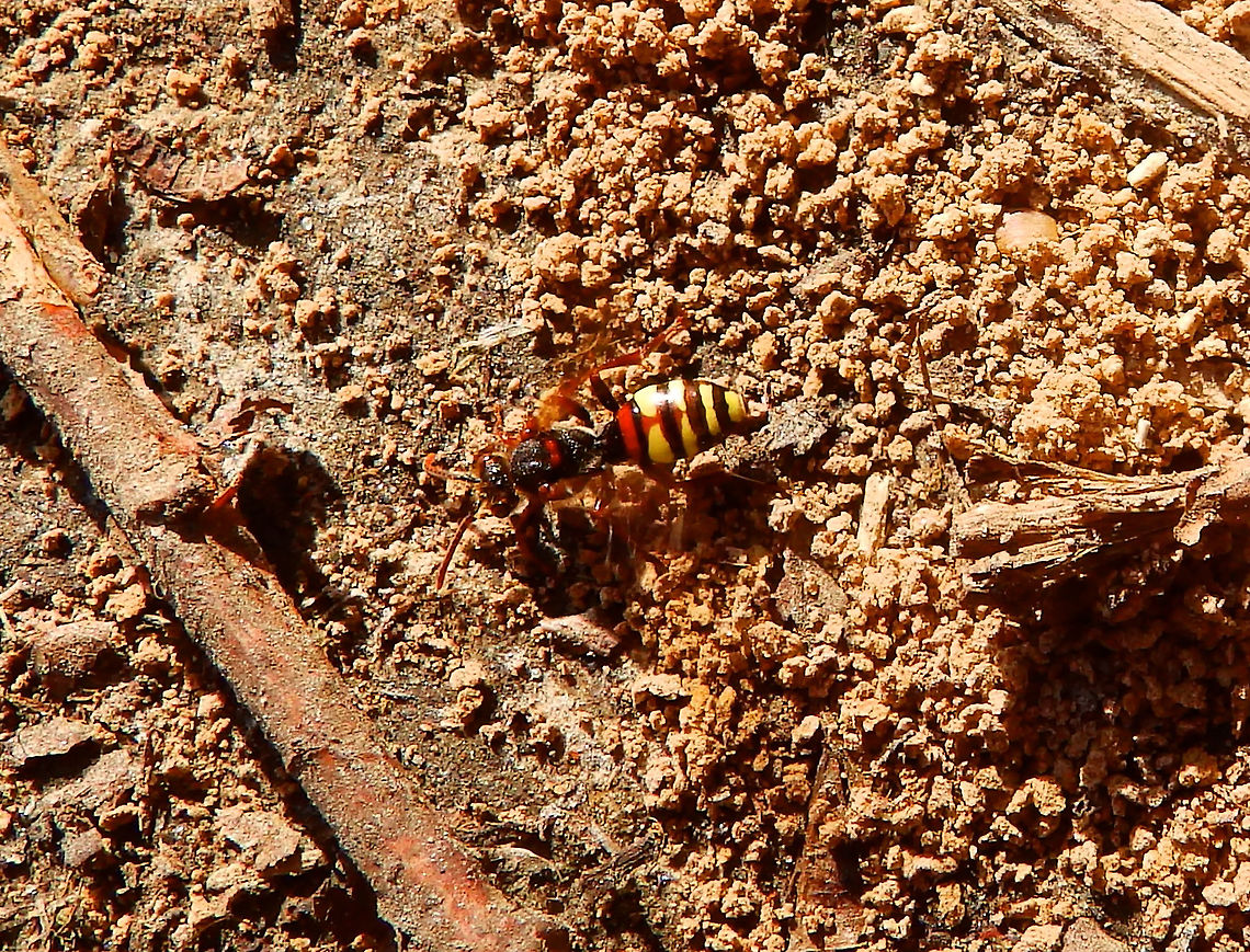 Nomada_leucophthalma Grootbroek, Huldenberg (March, 2014).<br />
<a href="https://www.bwars.com/bee/apidae/nomada-leucophthalma" rel="nofollow">https://www.bwars.com/bee/apidae/nomada-leucophthalma</a> Belgium,Geotagged,Nomada leucophthalma,Winter