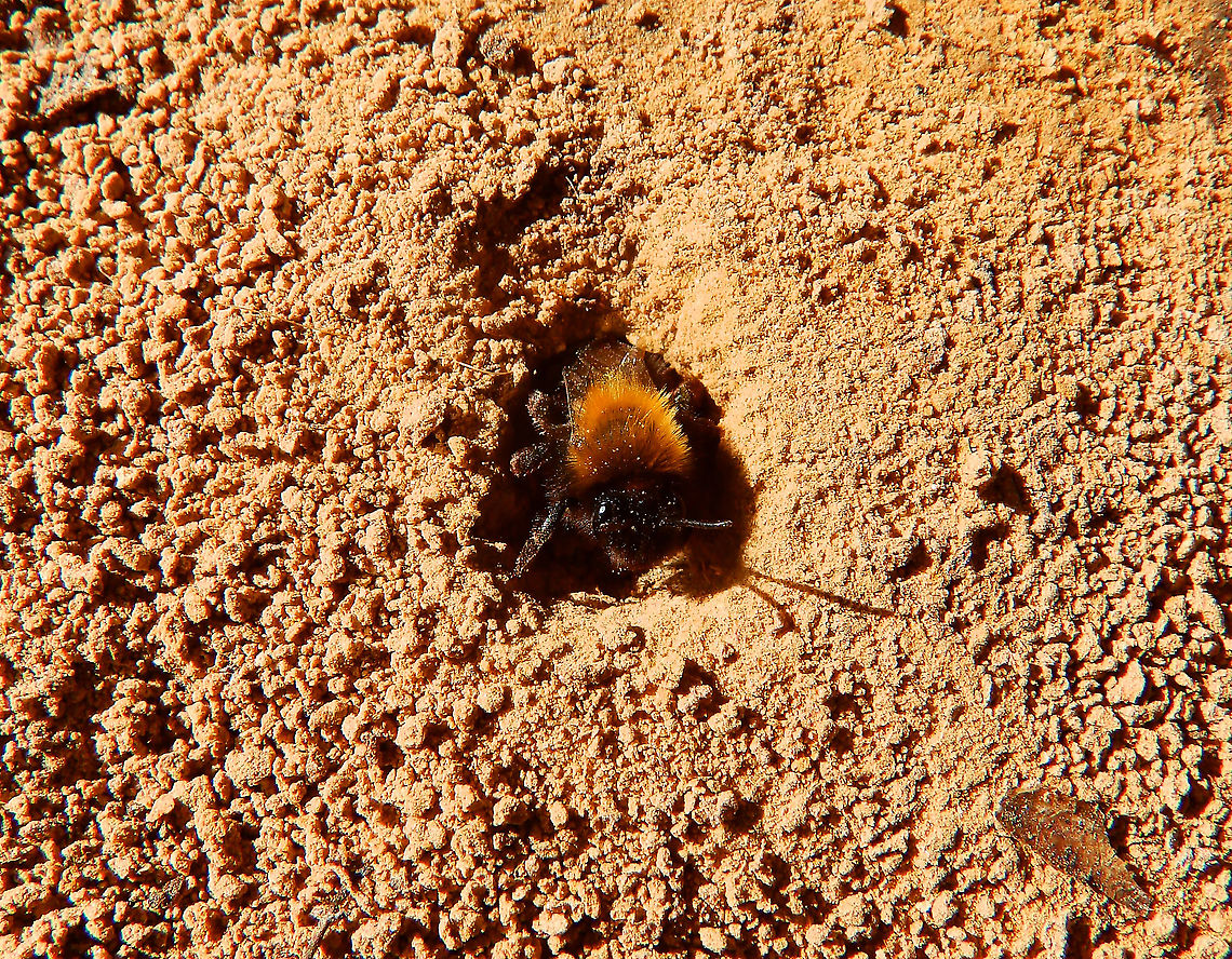 Clark's miner bee - Andrena clarkella Grootbroek, Huldenberg (March, 2014).<br />
<a href="https://waarnemingen.be/species/7747/" rel="nofollow">https://waarnemingen.be/species/7747/</a> Andrena clarkella,Belgium,Geotagged,Winter