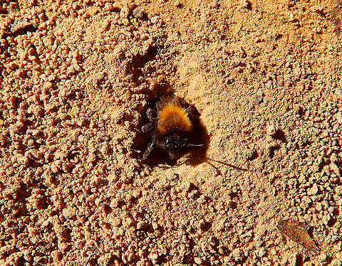 Clark's miner bee - Andrena clarkella Grootbroek, Huldenberg (March, 2014).
https://waarnemingen.be/species/7747/ Andrena clarkella,Belgium,Geotagged,Winter