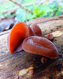 Wood Ear - Auricularia_auricula-judae Doode Bemde, March 2014. Auricularia auricula-judae,Belgium,Geotagged,Winter,Wood Ear