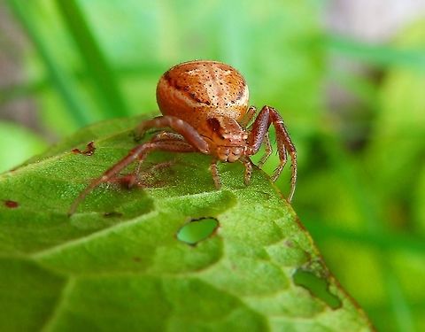 Swamp crab spider - Xysticus ulmi Grootbroek, Huldenberg (May, 2014).
https://waarnemingen.be/species/19420/observations/?  Belgium,Geotagged,Spring,Xysticus ulmi