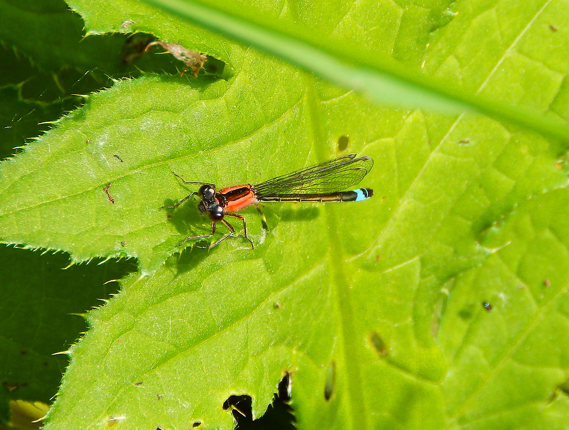Blue-tailed damselfly - Ischnura elegans Grootbroek, Huldenberg (May, 2014). Belgium,Blue-tailed damselfly,Geotagged,Ischnura elegans,Spring