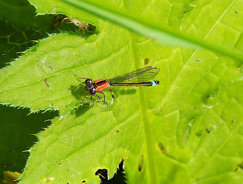 Blue-tailed damselfly - Ischnura elegans Grootbroek, Huldenberg (May, 2014). Belgium,Blue-tailed damselfly,Geotagged,Ischnura elegans,Spring
