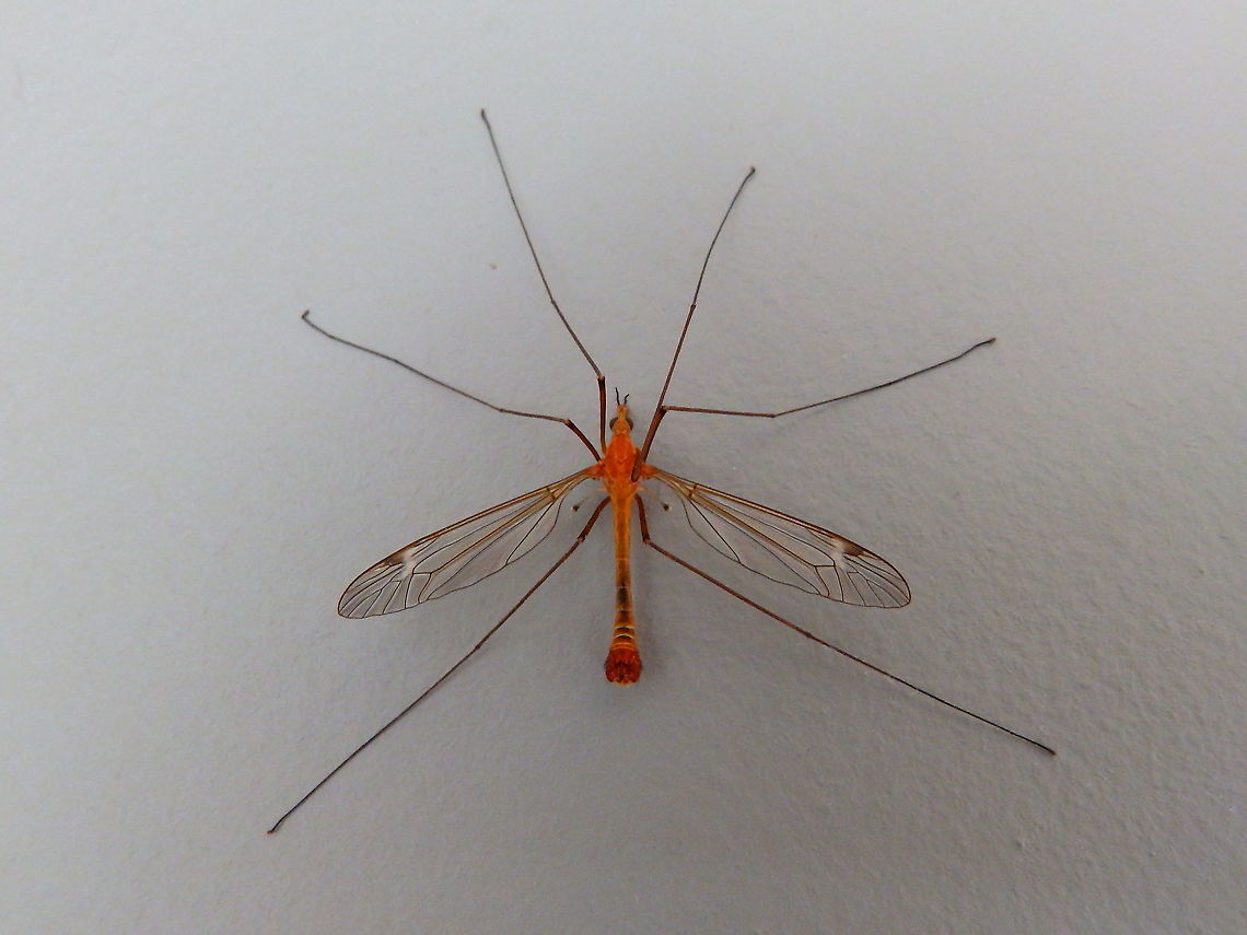 Tipula lunata Found in my house on May 2014.<br />
<a href="https://waarnemingen.be/species/83269/photos/?page=2" rel="nofollow">https://waarnemingen.be/species/83269/photos/?page=2</a> Belgium,Geotagged,Spring,Tipula lunata,tipula lunata