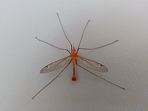 Tipula lunata Found in my house on May 2014.
https://waarnemingen.be/species/83269/photos/?page=2 Belgium,Geotagged,Spring,Tipula lunata,tipula lunata