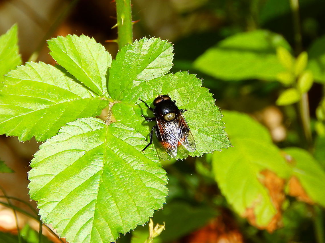 Hoverfly - Volucella bombylans Zoete Waters, may 2014.<br />
<a href="https://waarnemingen.be/species/1631/statistics/" rel="nofollow">https://waarnemingen.be/species/1631/statistics/</a> Belgium,Geotagged,Spring,Volucella bombylans
