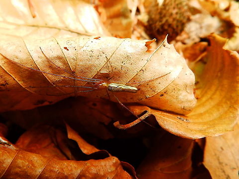 Tetragnatha extensa Zoete Waters, Many 2014.
https://waarnemingen.be/species/8334/statistics/ Belgium,Geotagged,Spring,Tetragnatha extensa