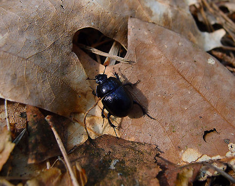 Anoplotrupes stercorosus Meerdaalbos, March 2014. Anoplotrupes stercorosus,Belgium,Geotagged,Spring