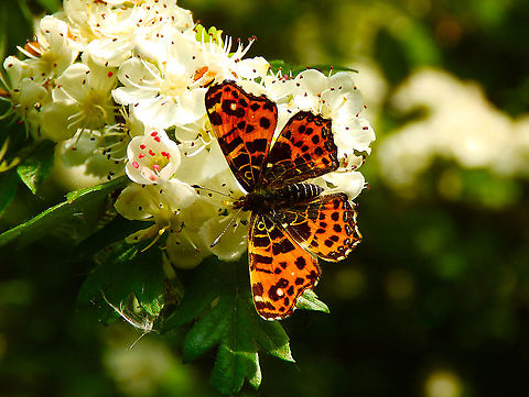Map Butterfly - Araschnia levana 1st Spring Generation.
Grootbroek, Huldenberg (May, 2014). Araschnia levana,Belgium,Geotagged,Map,Spring