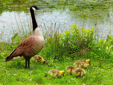 Canada goose - Branta canadensis Zoete Waters, May 2014. Belgium,Branta canadensis,Canada goose,Geotagged,Spring