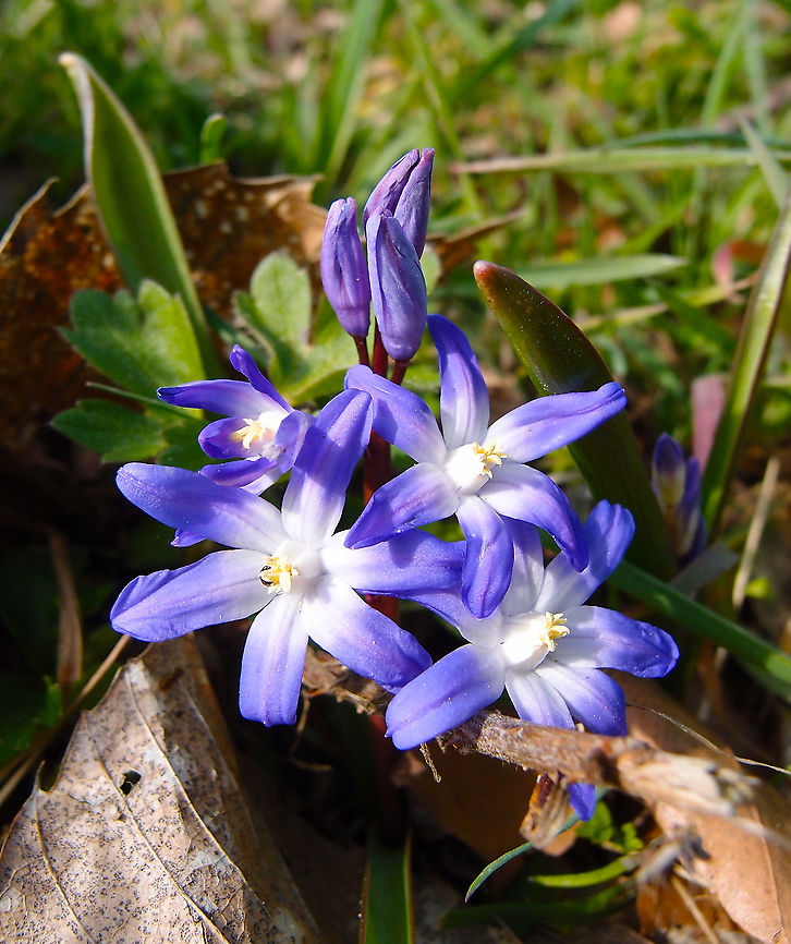 Glory-of-the-snow - Chionodoxa forbesii Oud Heverlee, Mar 2014. Belgium,Chionodoxa forbesii,Geotagged,Glory-of-the-snow,Spring