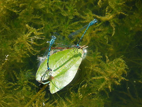Azure Damselfly - Coenagrion puella Doode Bemde, June 2014. Azure Damselfly,Belgium,Coenagrion puella,Geotagged,Spring