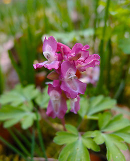 Hollow root - Corydalis cava Kasteelpark Arenberg, Mar 2014.  Belgium,Corydalis cava,Geotagged,Hollow root,Spring