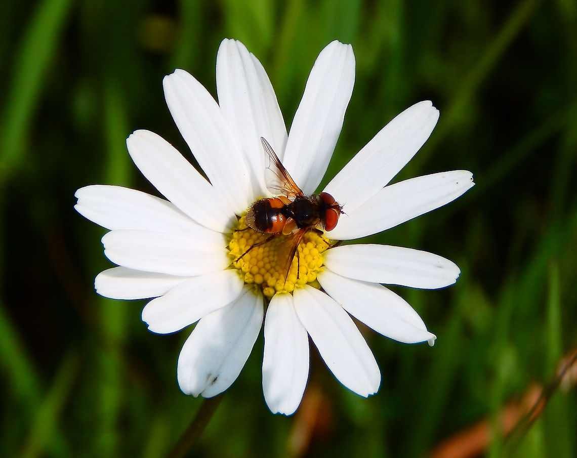 Ectophasia crassipenis Doode Bemde, June 2014. Belgium,Ectophasia crassipenis,Ectophasia crassipennis,Geotagged,Spring