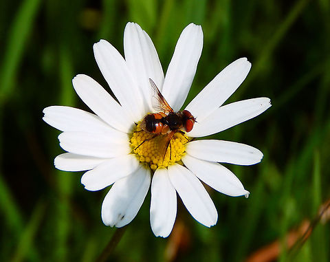 Ectophasia crassipenis Doode Bemde, June 2014. Belgium,Ectophasia crassipenis,Ectophasia crassipennis,Geotagged,Spring