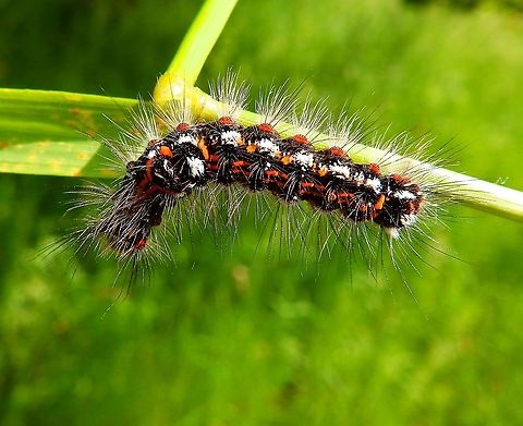 Yellow-tail - Euproctis similis Doode Bemde, June 2014.  Belgium,Euproctis similis,Geotagged,Spring,Yellow-tail
