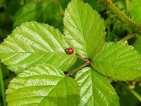 Multicolored Asian Lady Beetle - Harmonia axyridis Doode Bemde, June 2014.  Belgium,Geotagged,Harmonia axyridis,Multicolored Asian Lady Beetle,Spring