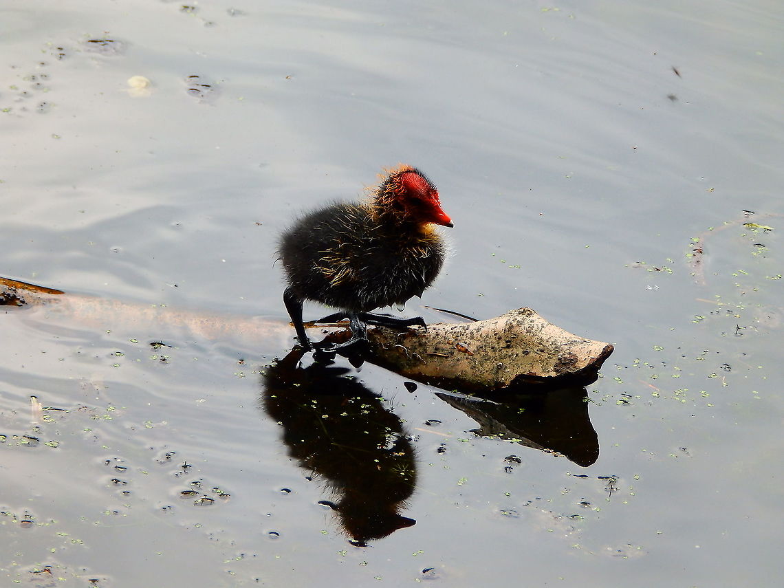 Eurasian coot - Fulica atra Zoete Waters, May 2014. Belgium,Eurasian coot,Fulica atra,Geotagged,Spring