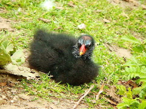 Common Moorhen - Gallinula chloropus (baby) Doode Bemde, June 2014. Belgium,Common Moorhen,Gallinula chloropus,Geotagged,Summer