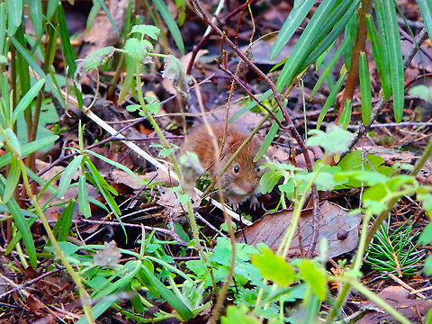 Bank vole - Myodes glareolus Meerdaalbos, Jan 2014. Bank vole,Belgium,Geotagged,Myodes glareolus,Winter