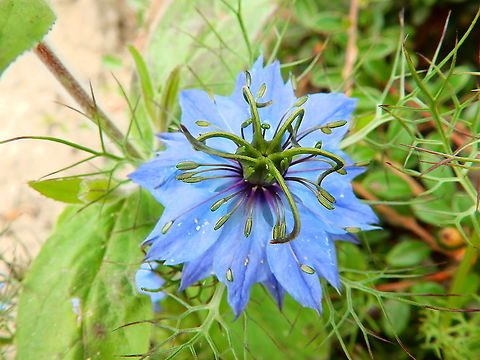 Love-in-a-mist - Nigella damascena Doode Bemde, June 2014. Belgium,Geotagged,Love-in-a-mist,Nigella damascena,Summer