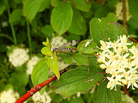 Common scorpionfly - Panorpa communis Zoete Waters, June 2014. Belgium,Common scorpionfly,Geotagged,Panorpa communis,Spring
