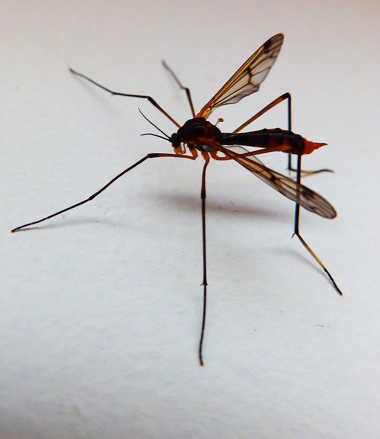 Ptychoptera albimana Found in my house. June 2014.<br />
<a href="https://waarnemingen.be/species/20908/photos/" rel="nofollow">https://waarnemingen.be/species/20908/photos/</a>? Belgium,Geotagged,Ptychoptera albimana,Ptychoptera_albimana,Summer