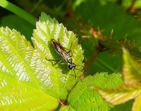 Saawfly - Tenthredo mesomela Zoete Waters, June 2014. Belgium,Geotagged,Spring,Tenthredo mesomela