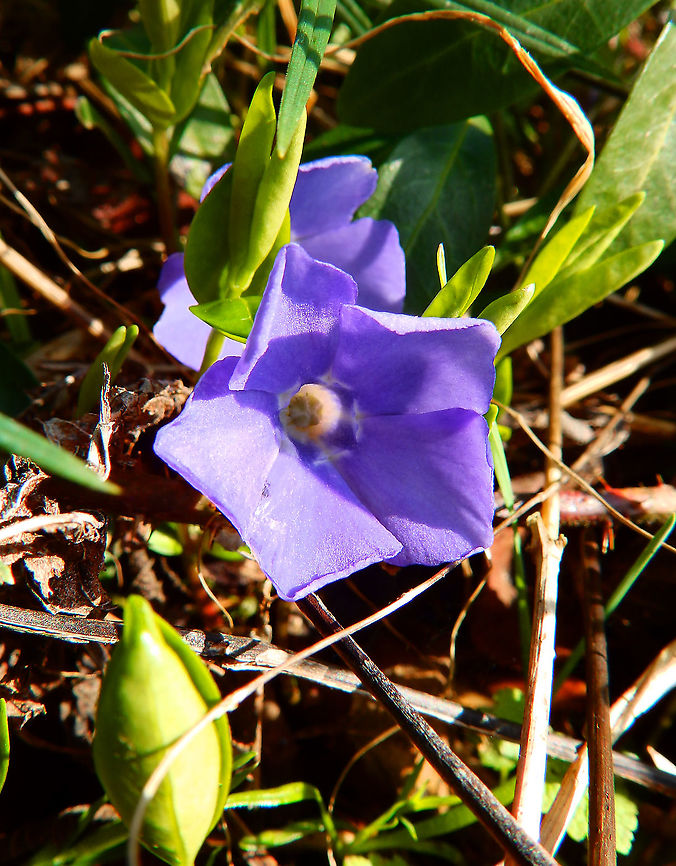 Lesser periwinkle - Vinca minor Doode Bemde, Mar 2014. Belgium,Geotagged,Lesser periwinkle,Vinca minor,Winter