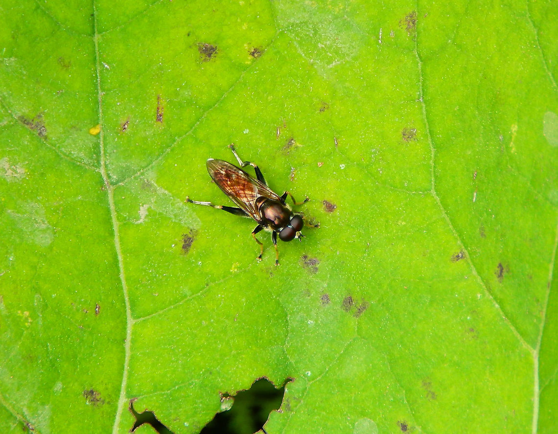 Hoverfly - Xylota segnis Doode Bemde, June 2014. Belgium,Geotagged,Spring,Xylota segnis