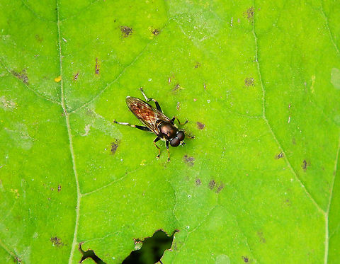 Hoverfly - Xylota segnis Doode Bemde, June 2014. Belgium,Geotagged,Spring,Xylota segnis