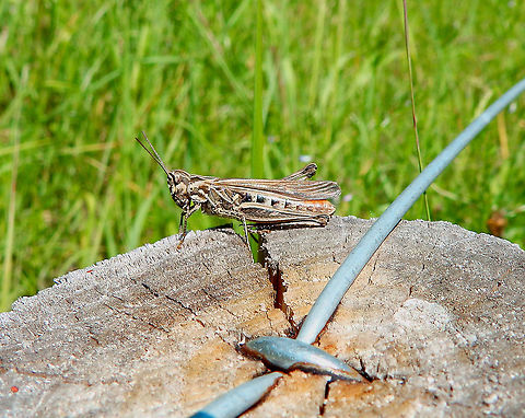 Bow-winged grasshopper - Chorthippus biguttulus Terhills Nationaal Park, Connecterra. June 2014. Belgium,Bow-winged grasshopper,Chorthippus biguttulus,Geotagged,Spring