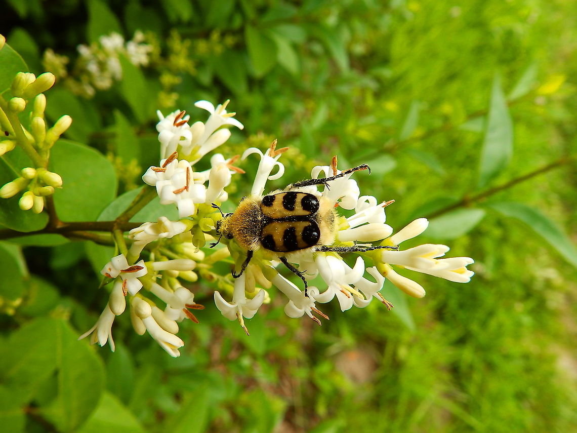 Eurasian Bee Beetle -Trichius fasciatus Silsombos, June 2014. Belgium,Eurasian Bee Beetle,Geotagged,Spring,Trichius fasciatus