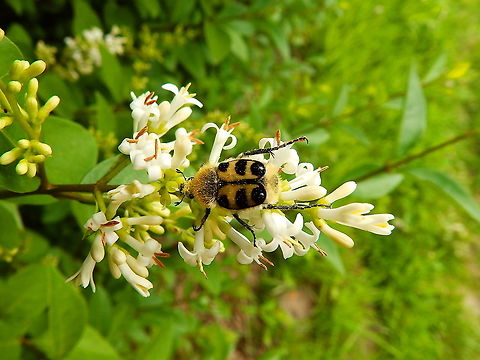 Eurasian Bee Beetle -Trichius fasciatus Silsombos, June 2014. Belgium,Eurasian Bee Beetle,Geotagged,Spring,Trichius fasciatus