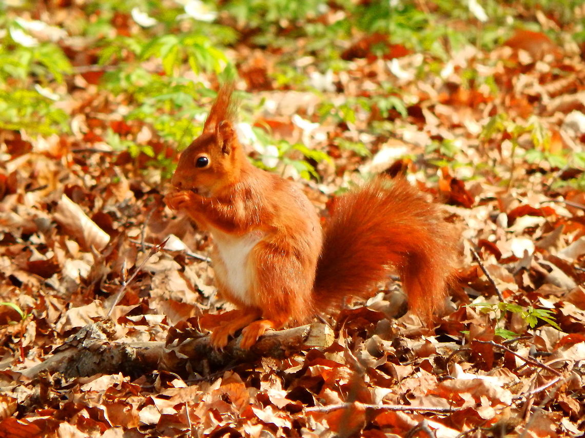 Red squirrel - Sciurus vulgaris Zoete Waters, March 2014. Belgium,Geotagged,Red squirrel,Sciurus vulgaris,Spring