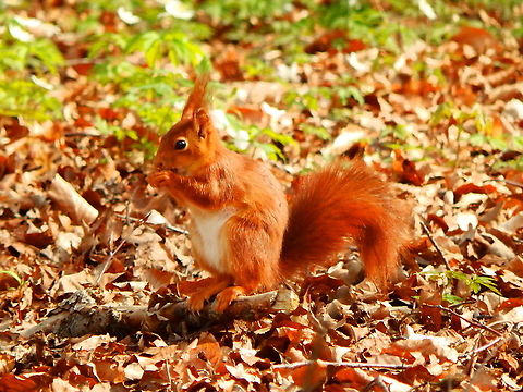 Red squirrel - Sciurus vulgaris Zoete Waters, March 2014. Belgium,Geotagged,Red squirrel,Sciurus vulgaris,Spring