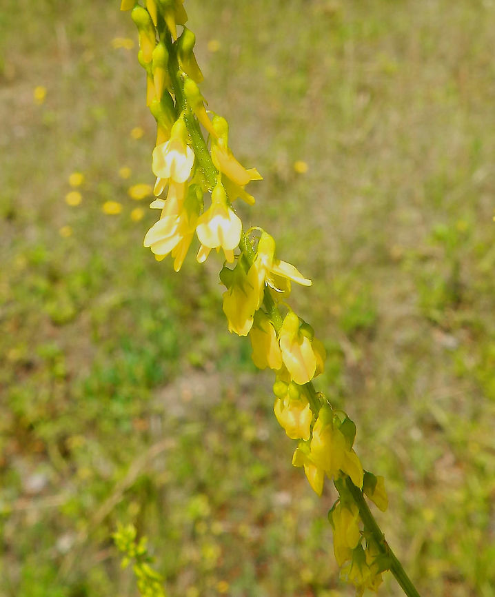 Sweet yellow clover - Melilotus_officinalis Terhills Nationaal Park, Connecterra. June 2014.  Belgium,Geotagged,Melilotus officinalis,Spring